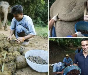 Black Ivery Coffee | ಬ್ಲಾಕ್ ಐವರಿ ಈ ಕಾಫಿ ಟೇಸ್ಟ್‌ನಾ ಹಿಂದೆ ಇರೋ ಸೀಕ್ರೆಟ್‌ ಏನು ಗೊತ್ತಾ ? | Speed News Kannada
