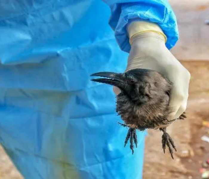 Bird fly in Chennai | ಚೆನ್ನೈನಲ್ಲಿ ಹಕ್ಕಿ ಜ್ವರ ಸಾವಿರಾರು ಕಾಗೆಗಳ ಸಾವು ಕರ್ನಾಟಕದಲ್ಲೂ ಆತಂಕ | Speed News kannada