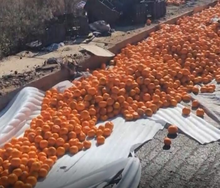 Orange fruit Lorry Flip | ಕಿತ್ತಲೆ ಹಣ್ಣಿನ ಲಾರಿ ಪಲ್ಟಿ ಸಂಚಾರ ಅಸ್ತವ್ಯಸ್ತ | Speed News Kannada