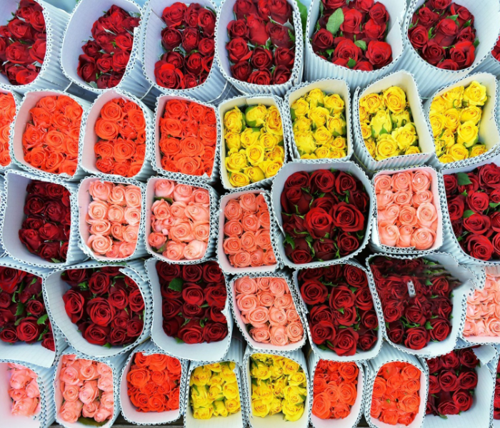 Tomorrow is Valentines Day | ನಾಳೆ ವ್ಯಾಲಂಟೈನ್ಸ್‌ ಡೇ ಪುಷ್ಪ ಹರಾಜು ಕೇಂದ್ರದಲ್ಲಿ ಗುಲಾಬಿ ಹೂಗಳದ್ದೇ ಕಾರುಬಾರು | Speed News Kannada