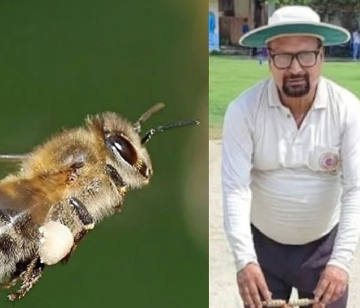 Bee attack during cricket match Umpire dies | ಕಾನ್ಪುರ ಕ್ರಿಕೆಟ್‌ ನಡೆಯುವಾಗಲೇ ಜೇನ್ನೊಣ ದಾಳಿ ಅಂಪೈರ್‌ ಸಾವು | Speed News Kannada