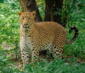 Leopard Attack | ಬನ್ನೇರುಘಟ್ಟ ರಾಷ್ಟ್ರೀಯ ಉದ್ಯಾನದಲ್ಲಿ ಚಿರತೆ ದಾಳಿ ಸಿಬ್ಬಂದಿ ಸ್ಥಿತಿ ಗಂಭೀರ | Speed News Kannada