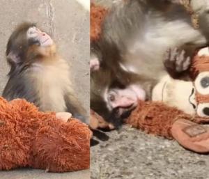 A lonely monkey in a Japanese zoo | ಜಪಾನ್ Zooನಲ್ಲಿ ಲೋನ್ಲಿ ಮಂಕಿ ಪಂಚ್ ಕಥೆ ಕೇಳಿ ಅಮ್ಮ ಬೇಡ ಅಂದ ಮರಿಗೆ ಆಟಿಕೆಯೇ ತಾಯಿ | Speed News Kannada