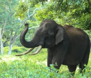 Wild elephant attack | ಕಾಡಾನೆ ಹಾವಳಿ ಸರ್ಕಾರದ ವಿರುದ್ಧ ಆಕ್ರೋಶ ಚಿಕ್ಕಮಗಳೂರು ಜಿಲ್ಲೆ ಬಾಗಶಃ ಬಂದ್‌ | Speed News Kannada