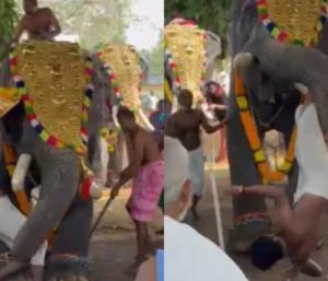 Elephant lifts man by his trunk in Kerala | ಕೇರಳದಲ್ಲಿ ವ್ಯಕ್ತಿಯನ್ನು ಸೊಂಡಿಲಿನಿಂದ ಎತ್ತಿ ಬಿಸಾಡಿದ ಆನೆ | Speed News Kannada