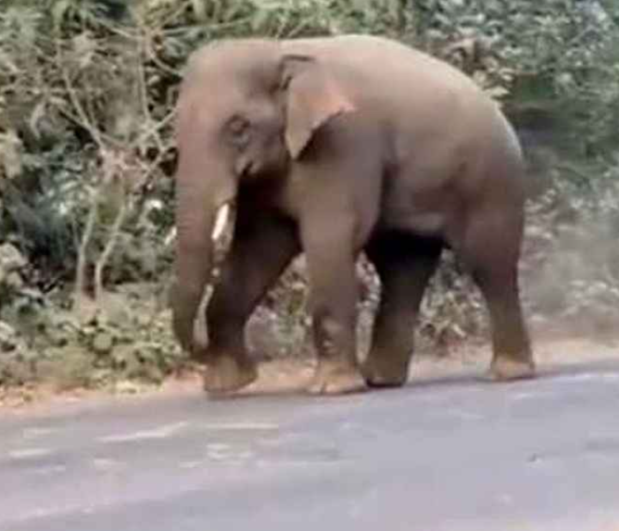College student dies in wild elephant attack | ಕಾಲೇಜು ವಿದ್ಯಾರ್ಥಿನಿ ಸಾವು ಕಾಡಾನೆ ದಾಳಿ | Speed News Kannada