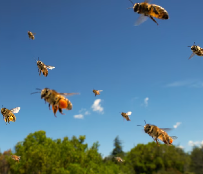 Eid ul Fitr in Davangere Bees attacks during mass prayers | ದಾವಣಗೆರೆಯಲ್ಲಿ ಈದ್ ಉಲ್ ಫಿತ್ರ ಸಾಮೂಹಿಕ ಪ್ರಾರ್ಥನೆ ವೇಳೆ ಹೆಚ್ಚೇನು ದಾಳಿ | Speed News Kannada