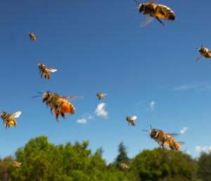 Eid ul Fitr in Davangere Bees attacks during mass prayers | ದಾವಣಗೆರೆಯಲ್ಲಿ ಈದ್ ಉಲ್ ಫಿತ್ರ ಸಾಮೂಹಿಕ ಪ್ರಾರ್ಥನೆ ವೇಳೆ ಹೆಚ್ಚೇನು ದಾಳಿ | Speed News Kannada