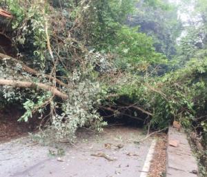Huge tree falls on Agumbe Ghat traffic completely disrupted|ಆಗುಂಬೆ ಘಾಟಿಯಲ್ಲಿ ಬೃಹತ್ ಮರ ಪತನ ಸಂಚಾರ ಸಂಪೂರ್ಣ ಸ್ಥಗಿತ|Speed News Kannada
