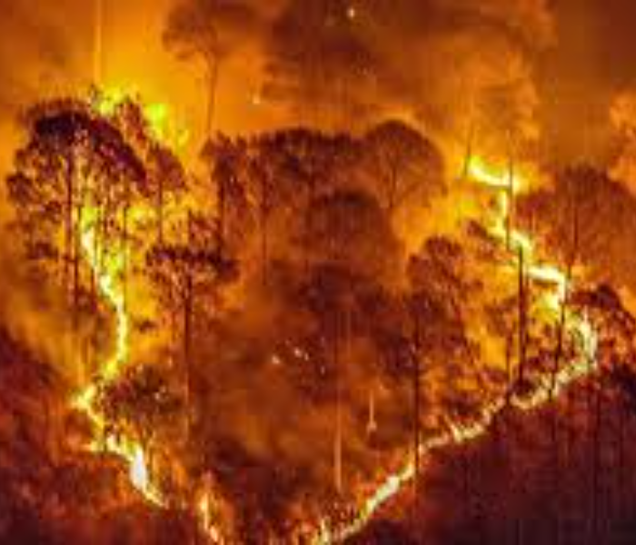 Fire breaks out in Biligiri Rangana Hill | ಬಿಳಿಗಿರಿ ರಂಗನ ಬೆಟ್ಟದ ಹುಲಿ ಸಂರಕ್ಷಿತ ಅರಣ್ಯ ಪ್ರದೇಶದಲ್ಲಿ ಬೆಂಕಿ | Speed News Kannada