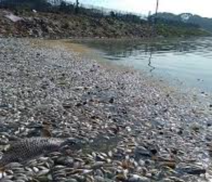 Thousands of fish slaughtered in Swarnarekha River|ಸ್ವರ್ಣರೇಖಾ ನದಿಯಲ್ಲಿ ಸಾವಿರಾರು ಮೀನುಗಳ ಮಾರಣಹೋಮ|Speed News Kannada