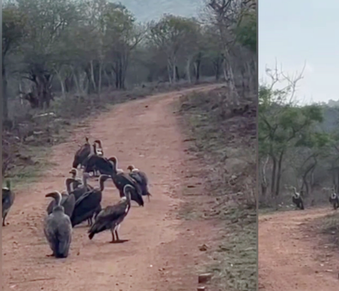 Tourists on safari in Bandipur witness sighting of vultures|ಬಂಡೀಪುರದಲ್ಲಿ ಸಫಾರಿ ಹೋಗಿದ್ದ ಪ್ರವಾಸಿಗರಿಗೆ ರಣಹದ್ದುಗಳ ದರ್ಶನ|Speed News Kannada