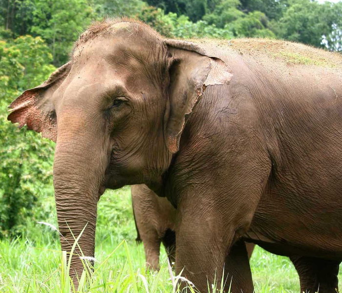 Coffee farmer killed in wild elephant attack in Ponnampet|ಪೊನ್ನಂಪೇಟೆಯಲ್ಲಿ ಕಾಡಾನೆ ದಾಳಿಗೆ ಕಾಫಿ ಬೆಳೆಗಾರ ಬಲಿ|Speed News Kannada