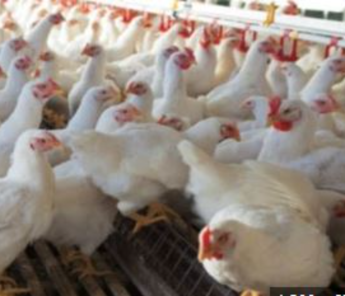 H5N1 bird flu enters Bengaluru | ಬೆಂಗಳೂರಿಗೆ ಕಾಲಿಟ್ಟ H5N1 ಹಕ್ಕಿ ಜ್ವರ | Speed news kannada