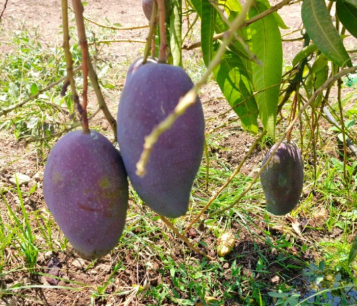 Golden mango blossoming in the barren land | ಬಂಜರು ಭೂಮಿಯಲ್ಲಿ ಅರಳಿದ ಚಿನ್ನದ ಮಾವು | Speed news kannada