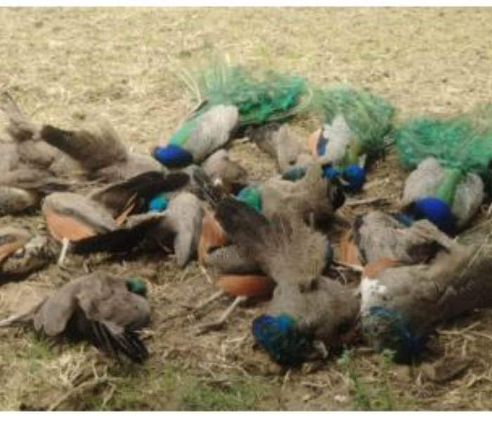 Silent birds die from heatstroke | ಬಿಸಿಲಿನ ತಾಪಮಾನ ತಡೆಯಲಾಗದೇ ಪ್ರಾಣಬಿಟ್ಟ ಮೂಕ ಪಕ್ಷಿಗಳು | Speed news kannada 