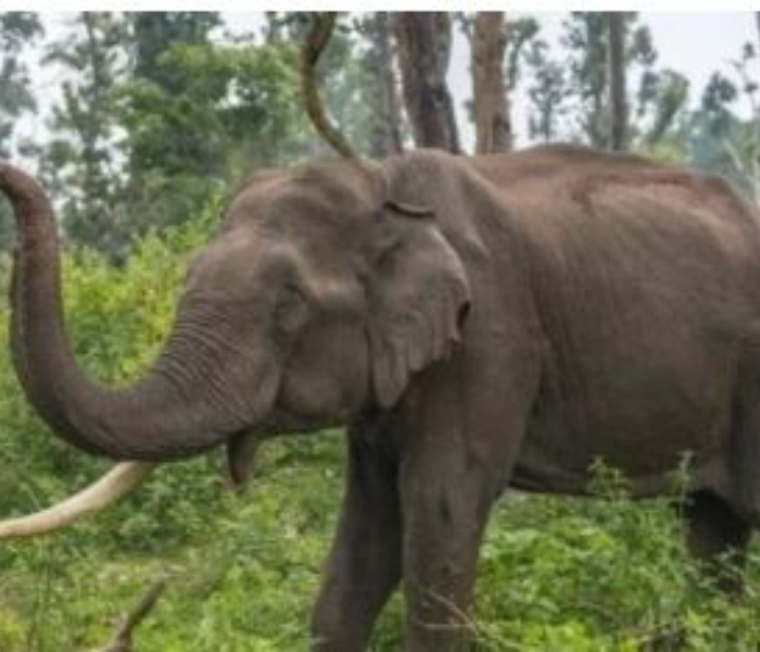 Pedestrian killed in wild elephant attack in Kanakapura | ಕನಕಪುರದಲ್ಲಿ ಕಾಡಾನೆ ದಾಳಿಗೆ ಬಲಿಯಾದ ಪಾದಚಾರಿ | Speed news kannada 