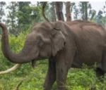 Pedestrian killed in wild elephant attack in Kanakapura | ಕನಕಪುರದಲ್...