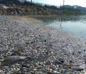 Thousands of fish slaughtered in Swarnarekha River|ಸ್ವರ್ಣರೇಖಾ ನದಿಯಲ್ಲಿ ಸಾವಿರಾರು ಮೀನುಗಳ ಮಾರಣಹೋಮ|Speed News Kannada