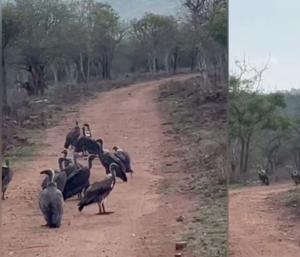 Tourists on safari in Bandipur witness sighting of vultures|ಬಂಡೀಪುರದಲ್ಲಿ ಸಫಾರಿ ಹೋಗಿದ್ದ ಪ್ರವಾಸಿಗರಿಗೆ ರಣಹದ್ದುಗಳ ದರ್ಶನ|Speed News Kannada