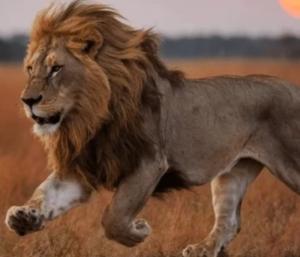 149 leopards killed in Madhya Pradesh in 14 months|ಮಧ್ಯಪ್ರದೇಶದಲ್ಲಿ 14 ತಿಂಗಳಲ್ಲಿ 149 ಚಿರತೆ ಸಾವು|Speed News Kannada