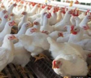 H5N1 bird flu enters Bengaluru | ಬೆಂಗಳೂರಿಗೆ ಕಾಲಿಟ್ಟ H5N1 ಹಕ್ಕಿ ಜ್ವರ | Speed news kannada