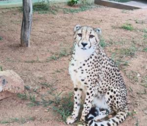 New guests from Africa arrive at Bannerghatta Zoo | ಆಫ್ರಿಕಾದಿಂದ ಬನ್ನೇರುಘಟ್ಟ ಮೃಗಾಲಯಕ್ಕೆ ಬಂದ ಹೊಸ ಅತಿಥಿಗಳು | Speed news kannada