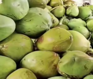 Severe shortage in Maddur coconut water market|ಮದ್ದೂರು ಎಳನೀರು ಮಾರುಕಟ್ಟೆಯಲ್ಲಿ ಭೀಕರ ಅಭಾವ|Speed News Kannada