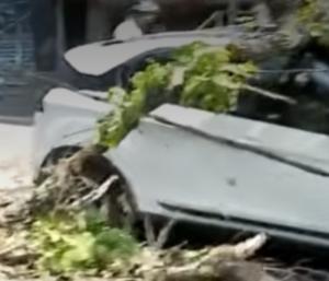 Tree falls on car, crushes it in JP Nagar|ಜೆಪಿ ನಗರದಲ್ಲಿ ಕಾರಿನ ಮೇಲೆ ...