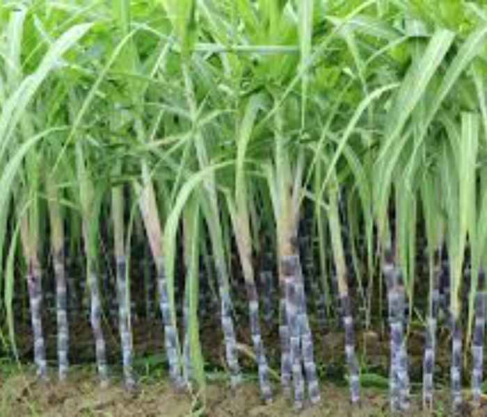 siddaramaiah gave good news to sugarcane growers,Rs. 50 per ton. Incentive| ಕಬ್ಬು ಬೆಳೆಗಾರರಿಗೆ ಸಿಎಂ ಸಿದ್ದರಾಮಯ್ಯ ಸ್ಪಂದನೆ: ಪ್ರತಿ ಟನ್‌ಗೆ 50 ರೂ. ಪ್ರೋತ್ಸಾಹ ಧನ |Speed News Kannada