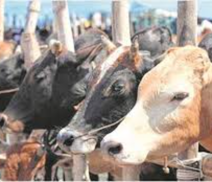 6 month jail for cow slaughter; new cm of this state order| ಗೋ ಹತ್ಯೆ ಕೊಂದರೆ 6 ತಿಂಗಳು ಜೈಲು: ಈ ರಾಜ್ಯದ ಹೊಸ ಸಿಎಂ ಆದೇಶ| Speed News Kannada