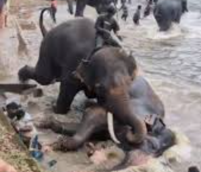 ಕಾದಾಟ ನಡೆಸಿದ್ದ ಮಾರ್ತಾಂಡ ಆನೆ ಸಾವು; ಮಮ್ಮಲ ಮರುಗಿದ ಮಾವುತ|Speed News Kannada