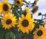 govt of india ready to purchase sunflower with msp; prahlad joshi| ...