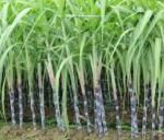siddaramaiah gave good news to sugarcane growers,Rs. 50 per ton. In...