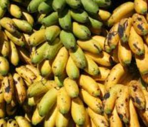 police made him to eat 10 kg banana; here is the reason| ಪೊಲೀಸ್‌ ವಶದಲಿದ್ದ ಆರೋಪಿಗೆ 10 ಕೆಜಿ ಬಾಳೆಹಣ್ಣು ತಿನ್ನಿಸಿದ್ದು ಏಕೆ?; ಇದೊಂದು ರೋಚಕ ಕತೆ | Speed News Kannada