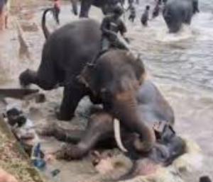 ಕಾದಾಟ ನಡೆಸಿದ್ದ ಮಾರ್ತಾಂಡ ಆನೆ ಸಾವು; ಮಮ್ಮಲ ಮರುಗಿದ ಮಾವುತ|Speed News Kannada