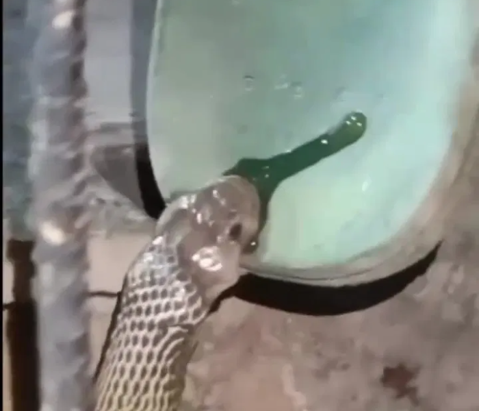 Terrifying Snake | ಚಪ್ಪಲಿ ಕಚ್ಚಿ ಹಸಿರು ವಿಷ ಉಗುಳಿದ ಭಯಾನಕ ಹಾವು | SNK