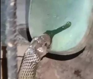 Terrifying Snake | ಚಪ್ಪಲಿ ಕಚ್ಚಿ ಹಸಿರು ವಿಷ ಉಗುಳಿದ ಭಯಾನಕ ಹಾವು | SNK